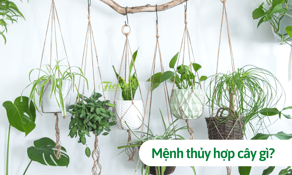 Người mệnh thủy hợp cây gì? Top 10 giống cây hợp phong thủy