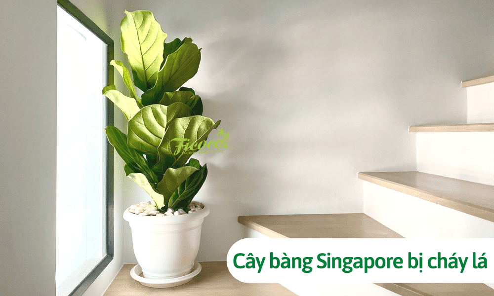 Cây bàng singapore bị cháy lá: Nguyên nhân và cách khắc phục