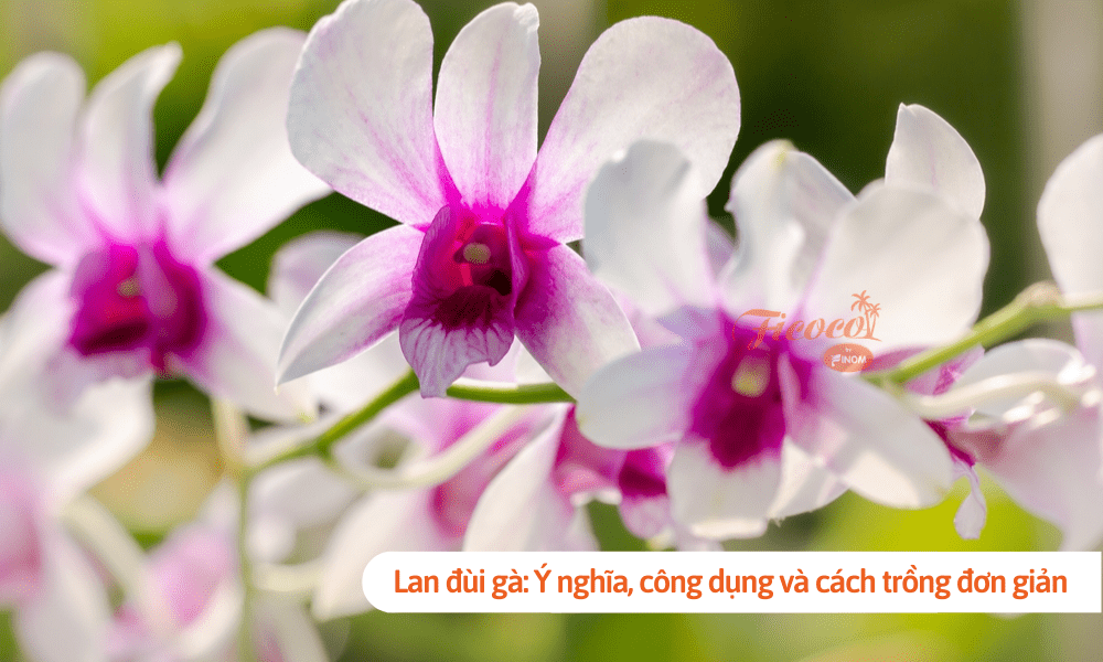 Lan đùi gà: Ý nghĩa, công dụng và cách trồng đơn giản