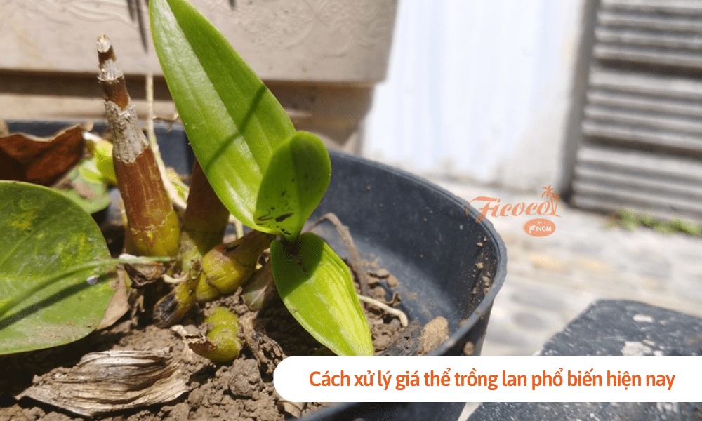 Cách xử lý giá thể trồng lan phổ biến hiện nay