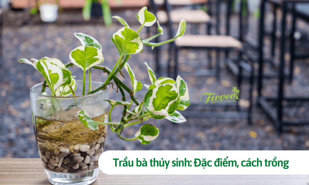 Trầu bà thủy sinh: Đặc điểm, cách trồng giúp trầu bà luôn tươi, xanh