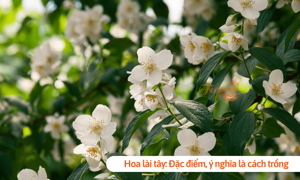 Hoa lài tây: Đặc điểm, ý nghĩa là cách trồng giúp hoa luôn tươi tốt