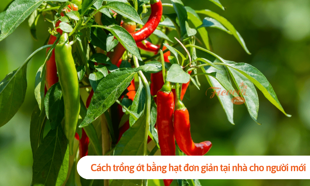Cách trồng ớt bằng hạt đơn giản tại nhà cho người mới