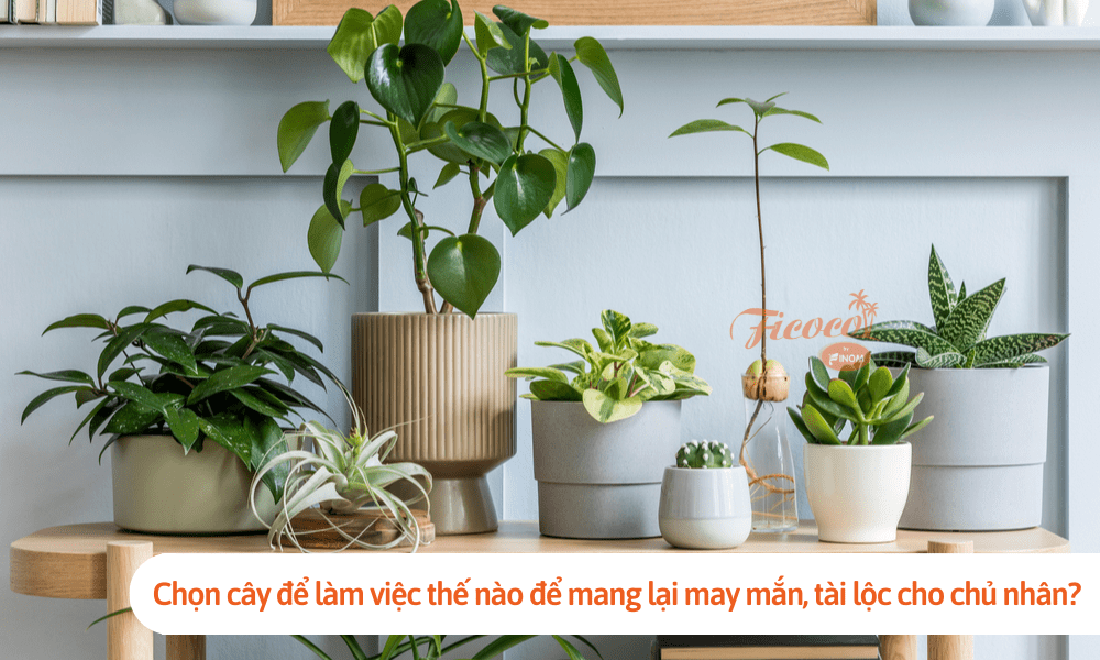 Chọn cây để làm việc thế nào để mang lại may mắn, tài lộc cho chủ nhân? 