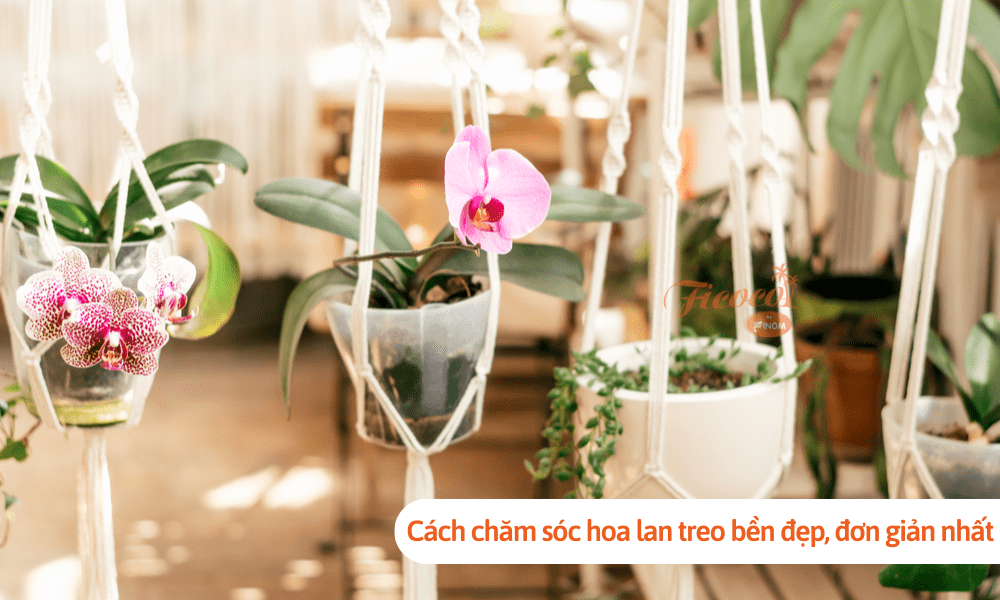 Cách chăm sóc hoa lan treo bền đẹp, đơn giản nhất