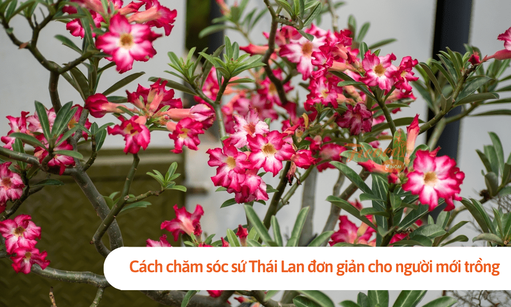 Cách chăm sóc sứ Thái Lan đơn giản cho người mới trồng