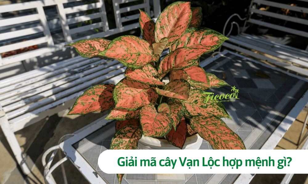 Giải mã cây vạn lộc hợp mệnh gì? Phân tích phong thủy, tuổi tác