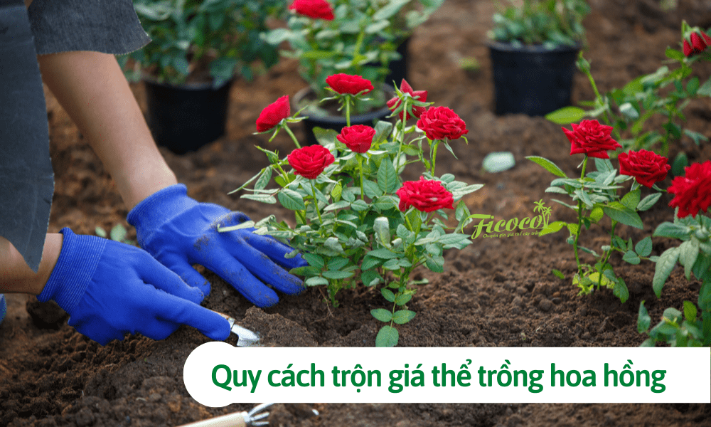 Giá thể trồng hoa hồng: Quy cách trộn và thành phần chính giúp hoa phát triển tốt
