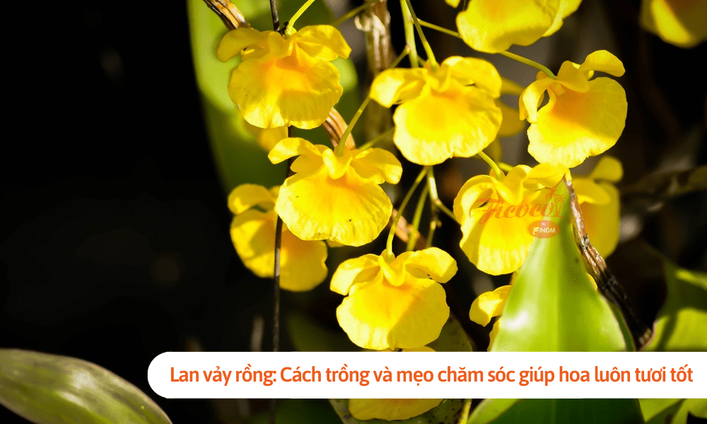 Lan vảy rồng: Cách trồng và mẹo chăm sóc giúp hoa luôn tươi tốt