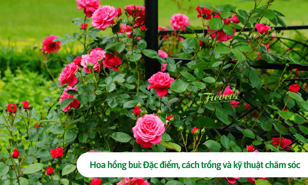 Hoa hồng bui: Đặc điểm, cách trồng và kỹ thuật chăm sóc chuẩn chuyên gia