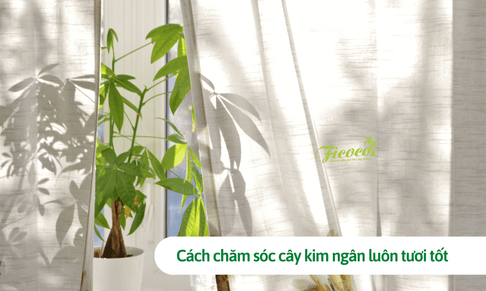 Mách bạn cách chăm sóc cây kim ngân luôn tươi tốt mặc dù trồng trong nhà