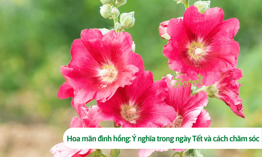 Hoa mãn đình hồng: Ý nghĩa trong ngày Tết và cách chăm sóc