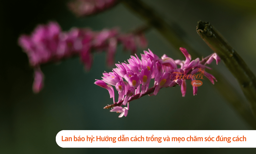 Lan báo hỷ: Hướng dẫn cách trồng và mẹo chăm sóc đúng cách
