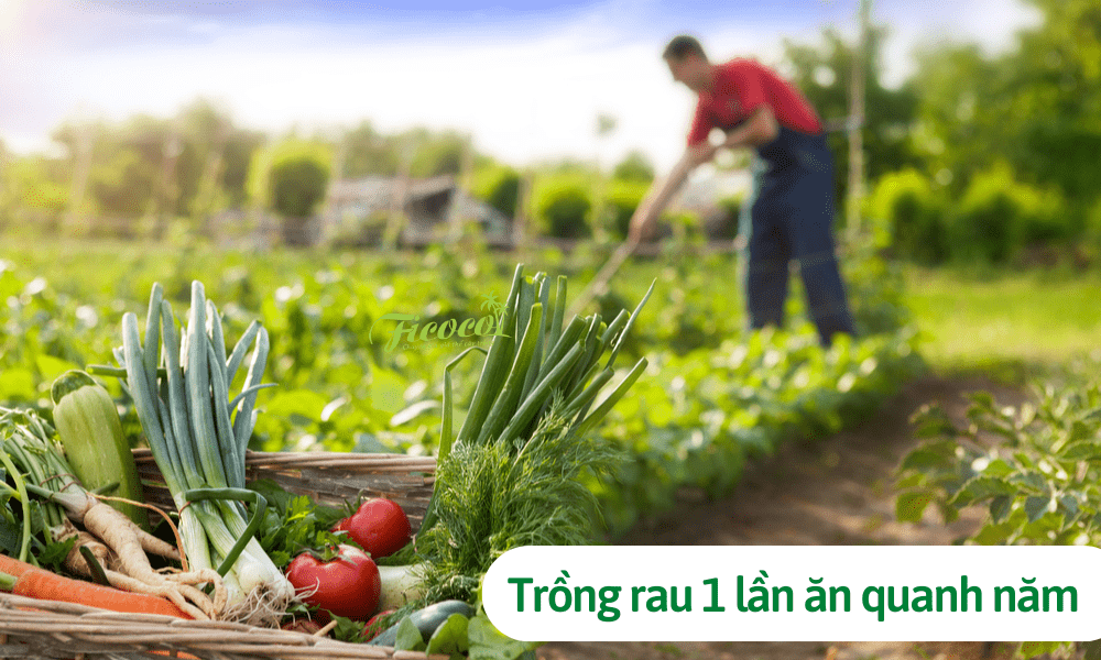 Điểm danh các loại rau trồng 1 lần ăn quanh năm