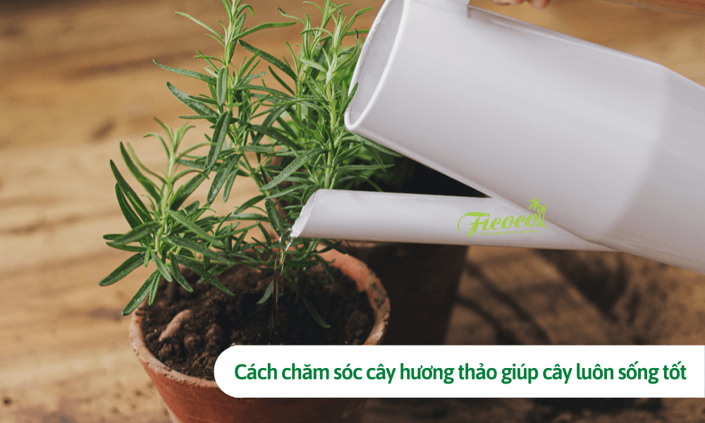 Cách chăm sóc cây hương thảo giúp cây luôn sống tốt