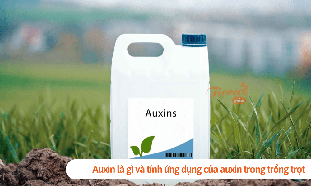 Auxin là gì và tính ứng dụng của auxin trong trồng trọt nông nghiệp