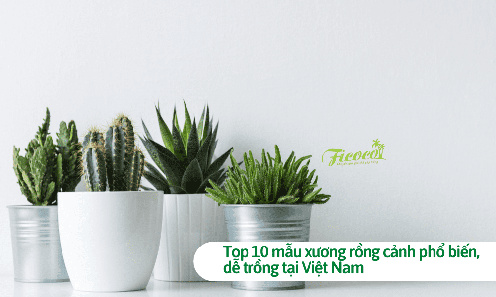 Hình ảnh Xương Rồng Sa Mạc Phim Hoạt Hình Dễ Thương PNG  Cây Xương Rồng  Sa Mạc Hoạt Hình PNG miễn phí tải tập tin PSDComment và Vector