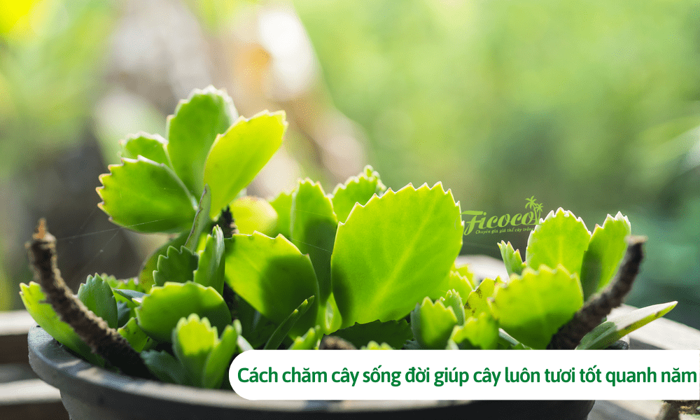 Cách chăm cây sống đời giúp cây luôn tươi tốt quanh năm