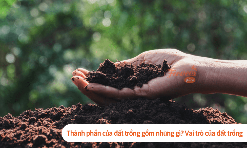 Thành phần của đất trồng gồm những gì? Vai trò của đất trồng