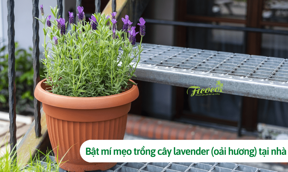 Bật mí mẹo trồng cây lavender (oải hương) tại nhà đơn giản