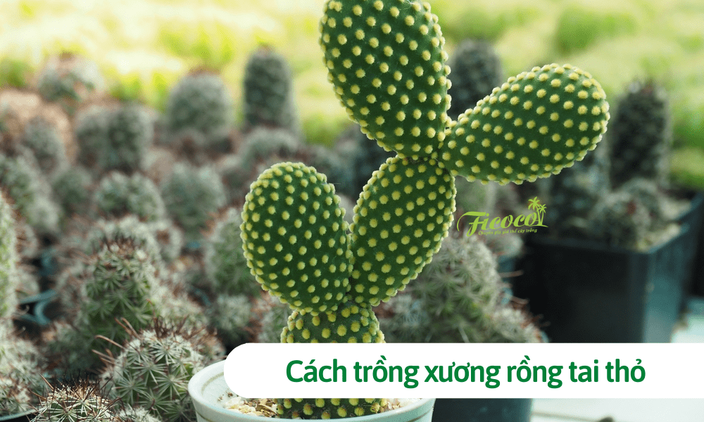 Cách trồng xương rồng tai thỏ đúng cách, tạo hình cây đẹp