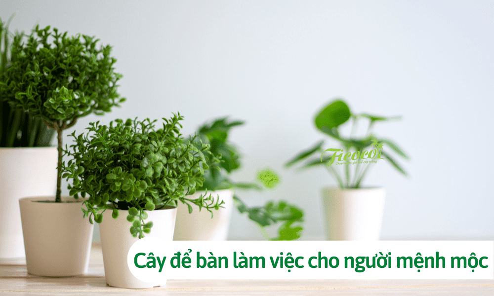 Người mệnh mộc hợp cây gì để bàn làm việc? Cách chọn cây hợp phong thủy