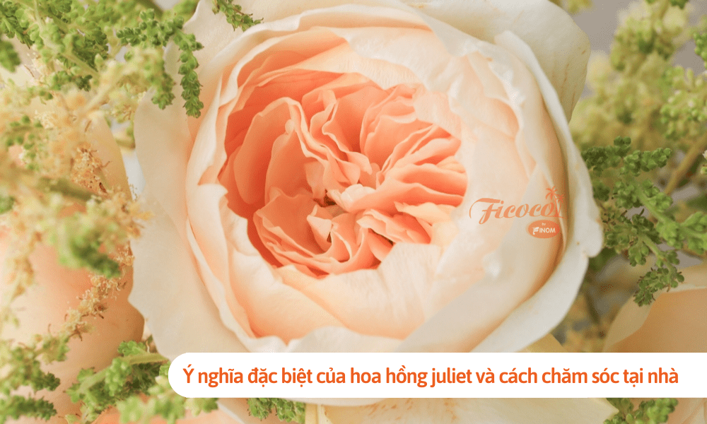 Ý nghĩa đặc biệt của hoa hồng juliet và cách chăm sóc tại nhà