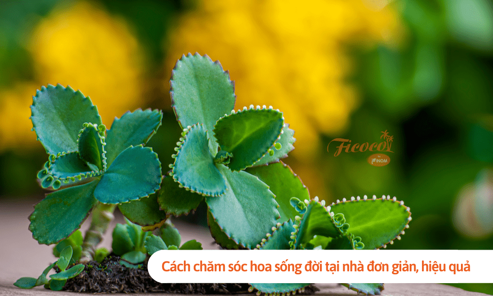 Cách chăm sóc hoa sống đời tại nhà đơn giản, hiệu quả bạn đã biết chưa? 