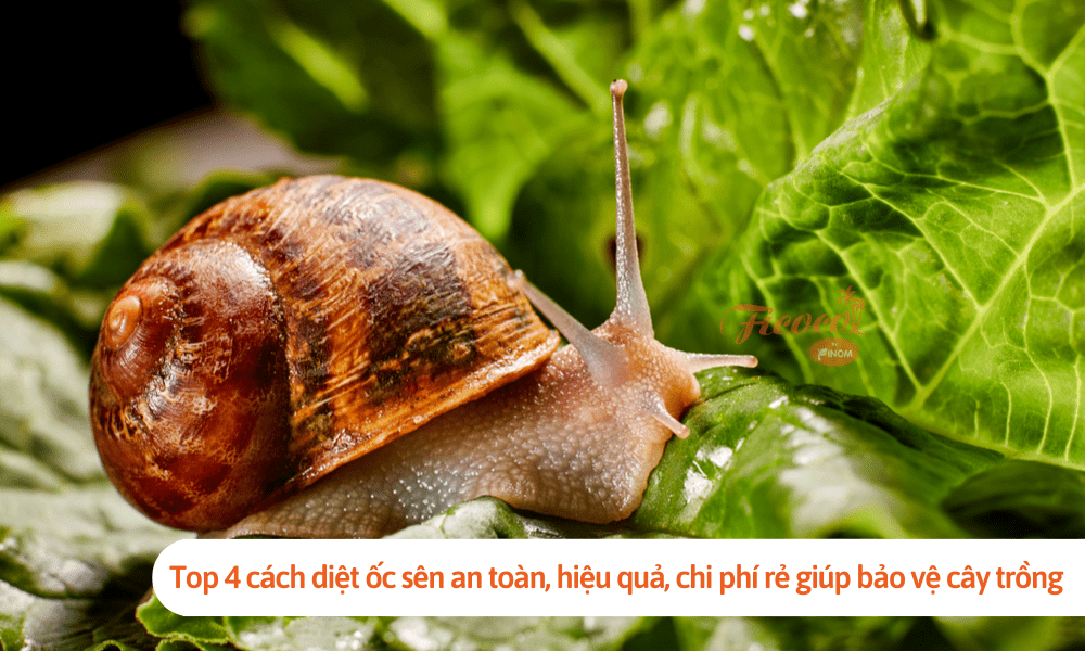Top 4 cách diệt ốc sên an toàn, hiệu quả, chi phí rẻ giúp bảo vệ cây trồng