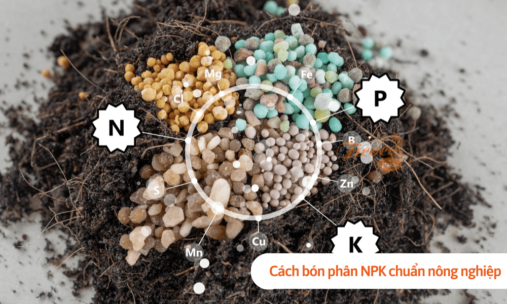 Cách bón phân NPK chuẩn nông nghiệp giúp cây sinh trưởng tốt