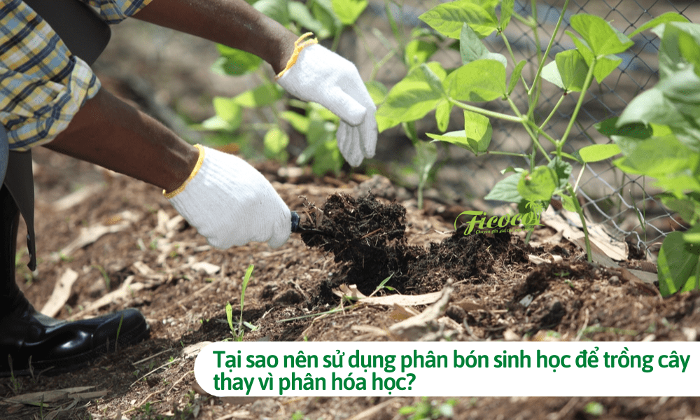 Tại sao nên sử dụng phân bón sinh học để trồng cây thay vì phân hóa học?