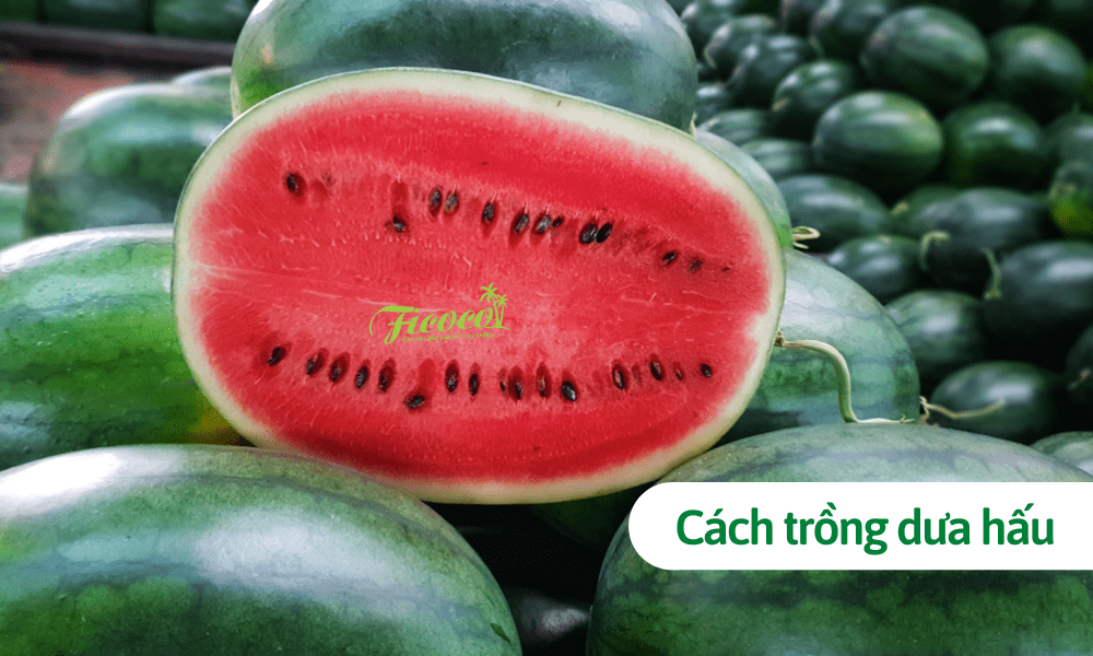 Cách trồng dưa hấu tại nhà đúng kỹ thuật chuyên gia nông nghiệp