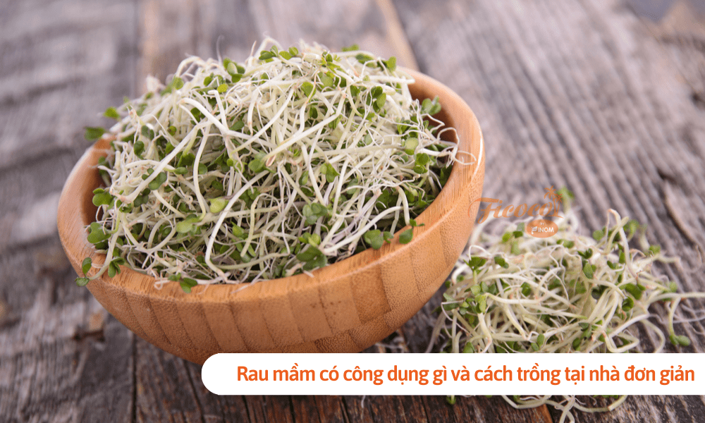 Rau mầm có công dụng gì và cách trồng tại nhà đơn giản