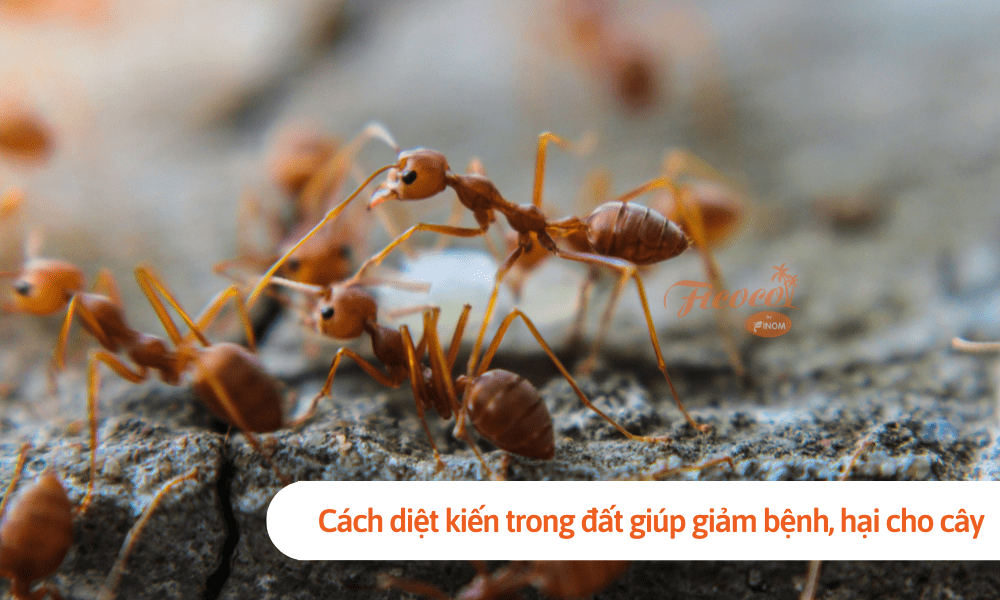 Cách diệt kiến trong đất giúp giảm bệnh, hại cho cây