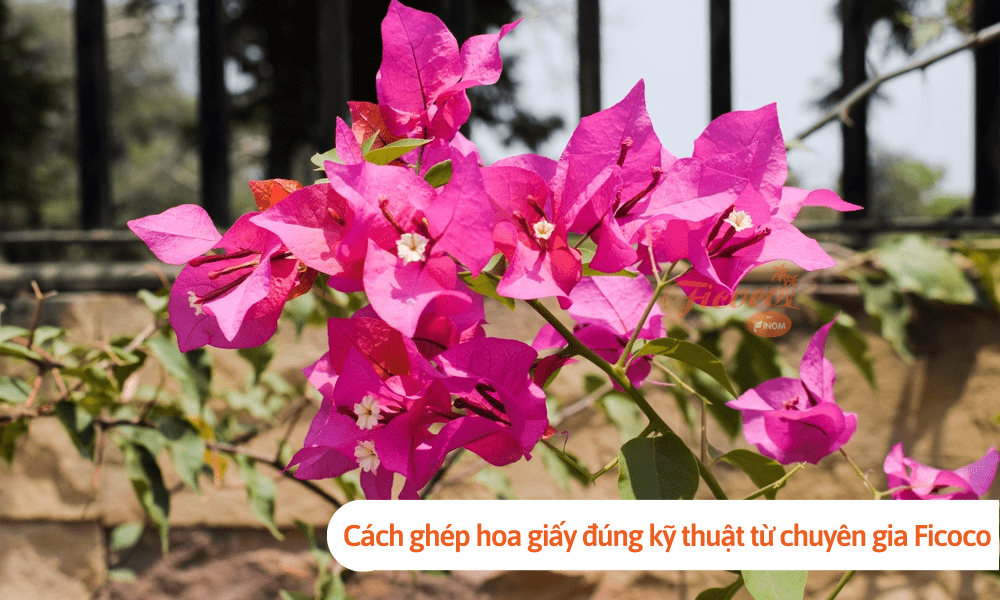 Cách ghép hoa giấy đúng kỹ thuật từ chuyên gia Ficoco