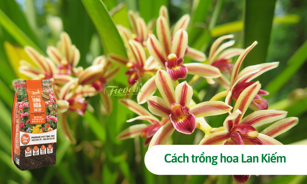 Cách trồng Lan Kiếm lớn nhanh, ra hoa ngập tràn từ chuyên gia