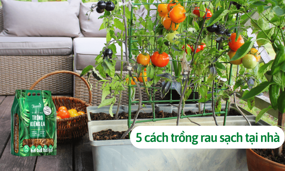 TOP NHỮNG MÔ HÌNH TRỒNG RAU THÔNG MINH TẠI NHÀ ĐƠN GIẢN