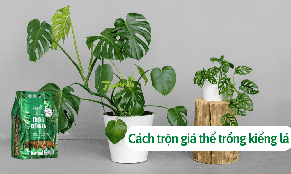 Cách trộn giá thể trồng kiểng lá: Mẹo hay nên biết