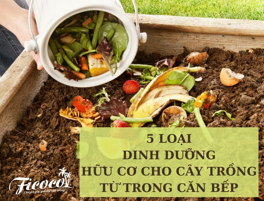 5 LOẠI DINH DƯỠNG HỮU CƠ CHO CÂY TRỒNG - PHẦN 2