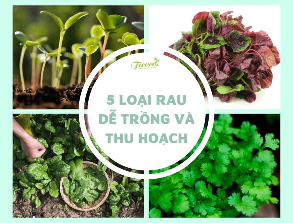 5 LOẠI RAU DỄ TRỒNG VÀ THU HOẠCH NHANH CHO KHU VƯỜN