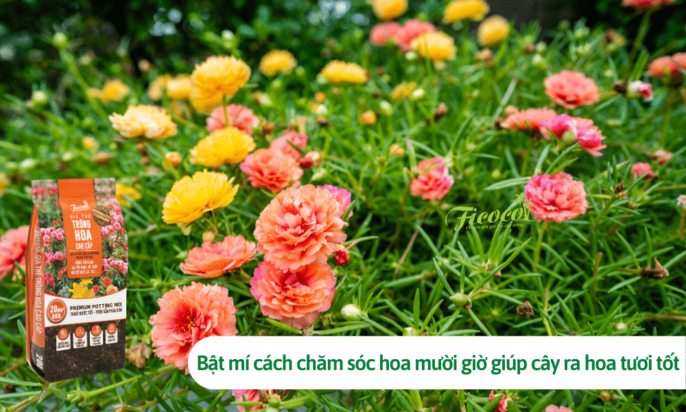 Bật mí cách chăm sóc hoa mười giờ giúp cây ra hoa tươi tốt