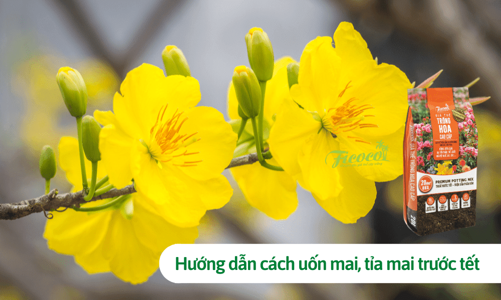 Hướng dẫn cách uốn mai, cắt tỉa mai trước tết