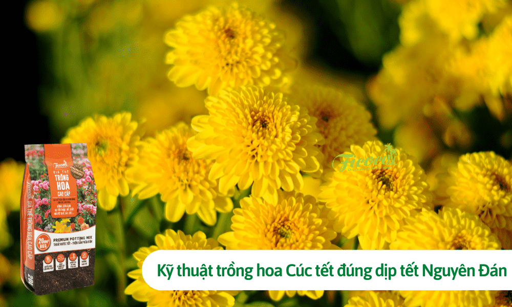 Kỹ thuật trồng hoa Cúc tết nở rộ đúng dịp tết Nguyên Đán 2023