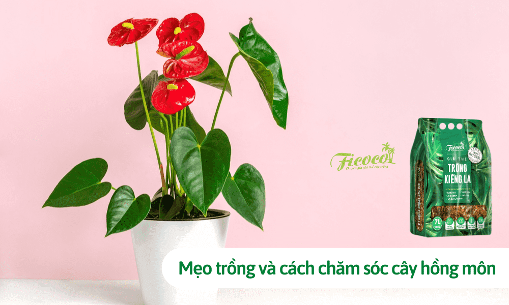 Mẹo trồng và cách chăm sóc cây hồng môn ra hoa, tươi tốt