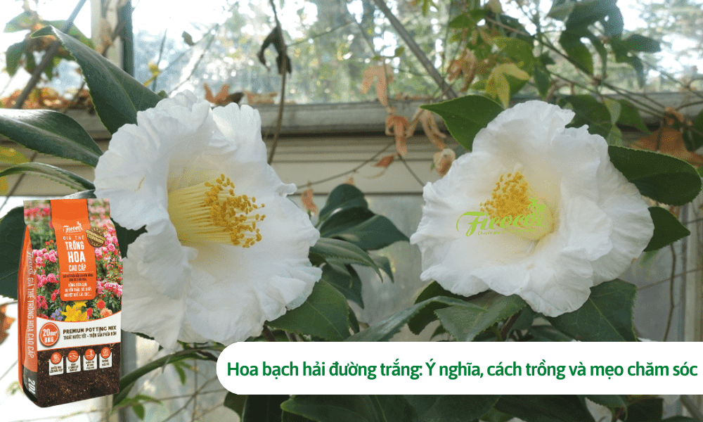 Hoa bạch hải đường trắng: Ý nghĩa, cách trồng và mẹo chăm sóc Hoa Bạch Hải Đường Trắng: Ý Nghĩa, Cách Trồng Và Mẹo Chăm Sóc
