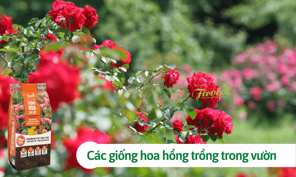 Các giống hoa hồng trồng trong vườn phổ biến tại Việt Nam