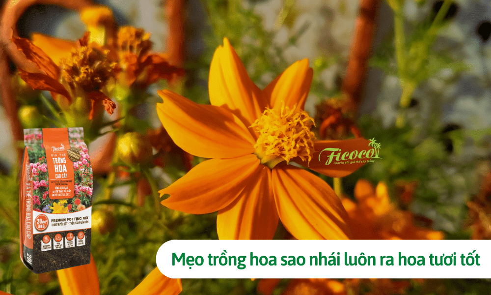 Mẹo trồng hoa sao nhái giúp cây luôn ra hoa tươi tốt