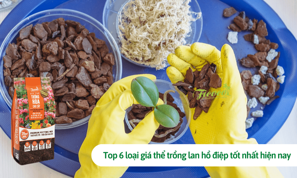Top 6 loại giá thể trồng lan hồ điệp tốt nhất hiện nay