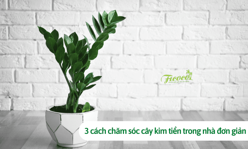 3 cách chăm sóc cây kim tiền trong nhà không bị vàng lá rất đơn giản