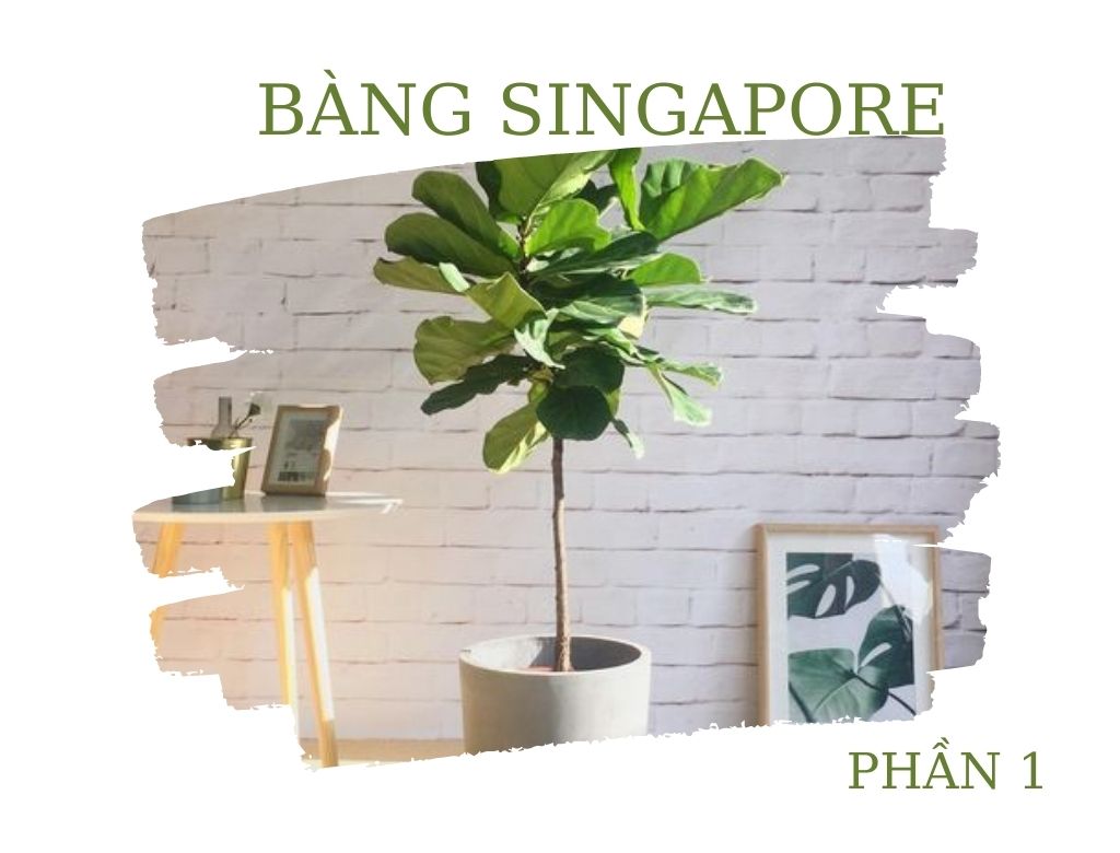 CÂY BÀNG SINGAPORE – Ý NGHĨA VÀ NHỮNG ĐIỀU CẦN BIẾT - PHẦN 1